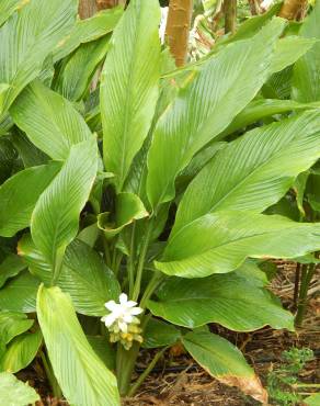 Fotografia 5 da espécie Curcuma longa no Jardim Botânico UTAD