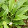 Fotografia 5 da espécie Curcuma longa do Jardim Botânico UTAD