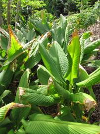 Fotografia da espécie Curcuma longa