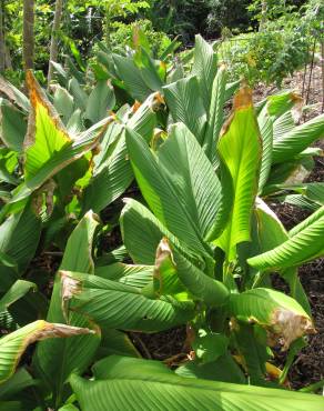 Fotografia 7 da espécie Curcuma longa no Jardim Botânico UTAD