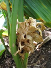 Fotografia da espécie Curcuma longa