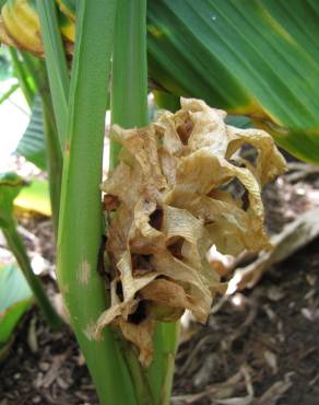 Fotografia 8 da espécie Curcuma longa no Jardim Botânico UTAD