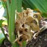 Fotografia 8 da espécie Curcuma longa do Jardim Botânico UTAD