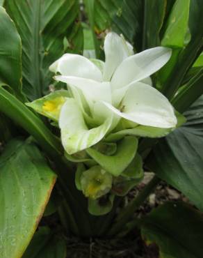 Fotografia 9 da espécie Curcuma longa no Jardim Botânico UTAD