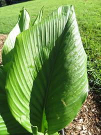 Fotografia da espécie Curcuma longa