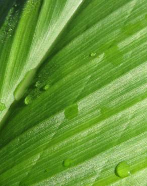 Fotografia 11 da espécie Curcuma longa no Jardim Botânico UTAD