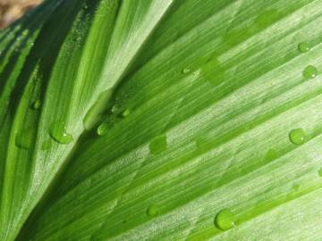 Fotografia da espécie Curcuma longa