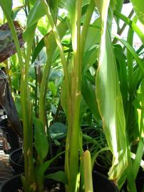 Fotografia da espécie Curcuma longa