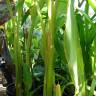 Fotografia 12 da espécie Curcuma longa do Jardim Botânico UTAD