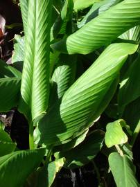 Fotografia da espécie Curcuma longa