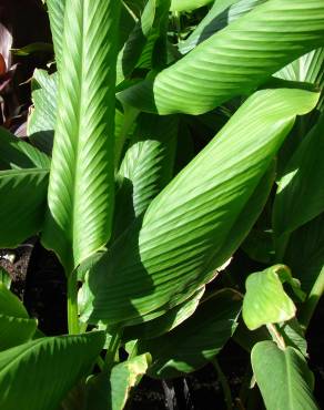 Fotografia 13 da espécie Curcuma longa no Jardim Botânico UTAD