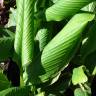 Fotografia 13 da espécie Curcuma longa do Jardim Botânico UTAD