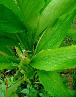 Fotografia 14 da espécie Curcuma longa no Jardim Botânico UTAD