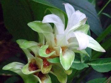 Fotografia da espécie Curcuma longa