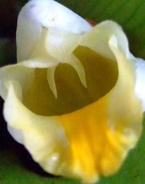 Fotografia 19 da espécie Curcuma longa no Jardim Botânico UTAD