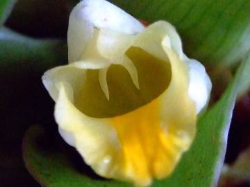 Fotografia da espécie Curcuma longa