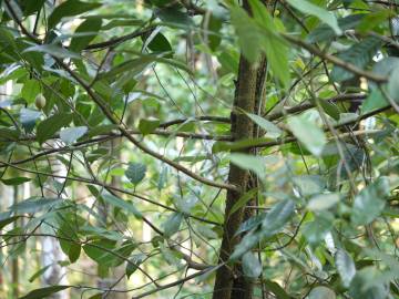 Fotografia da espécie Myristica fragrans