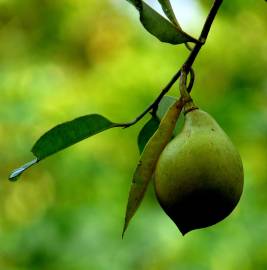 Fotografia da espécie Myristica fragrans