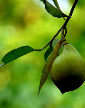 Fotografia 6 da espécie Myristica fragrans no Jardim Botânico UTAD