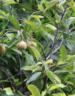 Fotografia 7 da espécie Myristica fragrans no Jardim Botânico UTAD