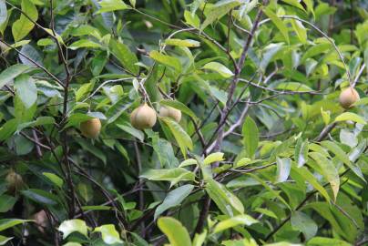 Fotografia da espécie Myristica fragrans