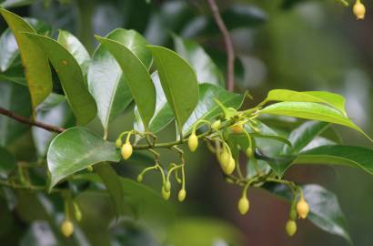 Fotografia da espécie Myristica fragrans