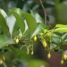 Fotografia 8 da espécie Myristica fragrans do Jardim Botânico UTAD