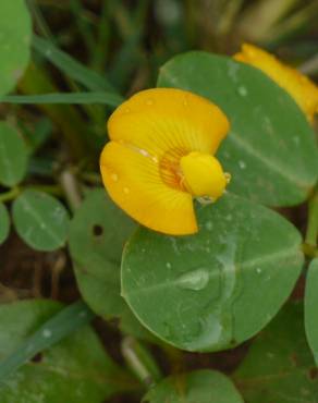 Fotografia 3 da espécie Arachis hypogaea no Jardim Botânico UTAD