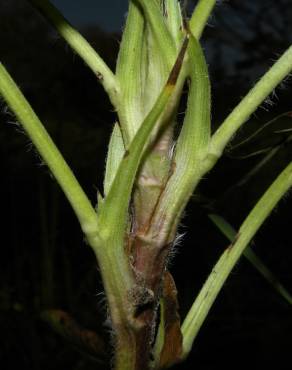 Fotografia 5 da espécie Arachis hypogaea no Jardim Botânico UTAD