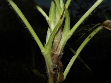 Fotografia da espécie Arachis hypogaea