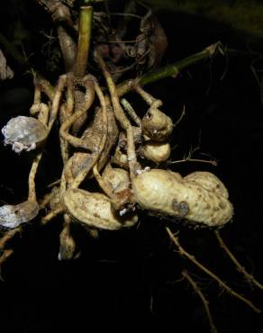 Fotografia 6 da espécie Arachis hypogaea no Jardim Botânico UTAD