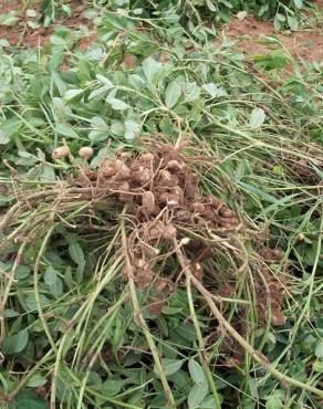 Fotografia 9 da espécie Arachis hypogaea no Jardim Botânico UTAD