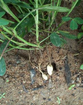 Fotografia 17 da espécie Arachis hypogaea no Jardim Botânico UTAD