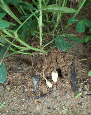 Fotografia 17 da espécie Arachis hypogaea no Jardim Botânico UTAD