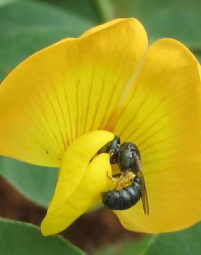 Fotografia 18 da espécie Arachis hypogaea no Jardim Botânico UTAD