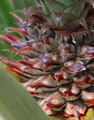 Ananas comosus