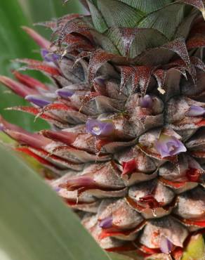 Fotografia 1 da espécie Ananas comosus no Jardim Botânico UTAD