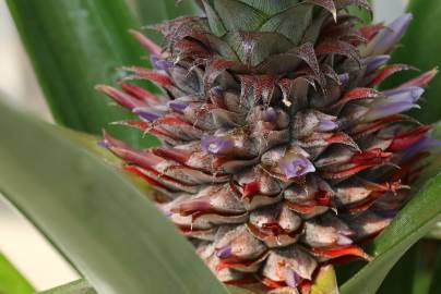 Fotografia da espécie Ananas comosus