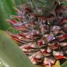 Fotografia 1 da espécie Ananas comosus do Jardim Botânico UTAD