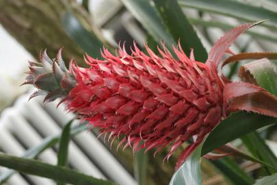 Fotografia da espécie Ananas comosus