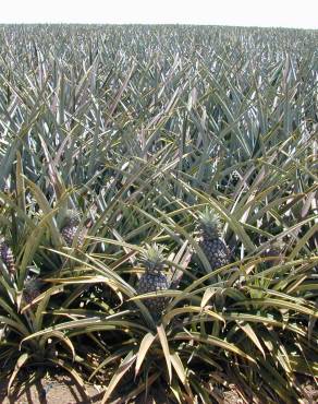 Fotografia 3 da espécie Ananas comosus no Jardim Botânico UTAD