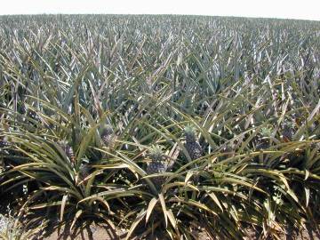 Fotografia da espécie Ananas comosus