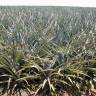 Fotografia 3 da espécie Ananas comosus do Jardim Botânico UTAD