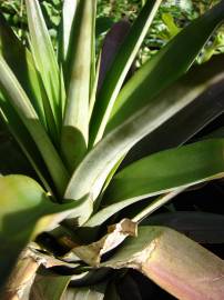 Fotografia da espécie Ananas comosus