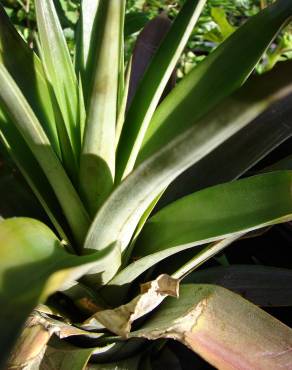Fotografia 4 da espécie Ananas comosus no Jardim Botânico UTAD