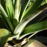 Fotografia 4 da espécie Ananas comosus do Jardim Botânico UTAD