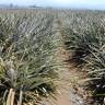 Fotografia 5 da espécie Ananas comosus do Jardim Botânico UTAD