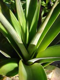 Fotografia da espécie Ananas comosus