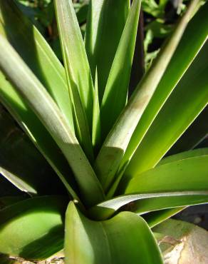 Fotografia 6 da espécie Ananas comosus no Jardim Botânico UTAD