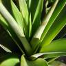 Fotografia 6 da espécie Ananas comosus do Jardim Botânico UTAD